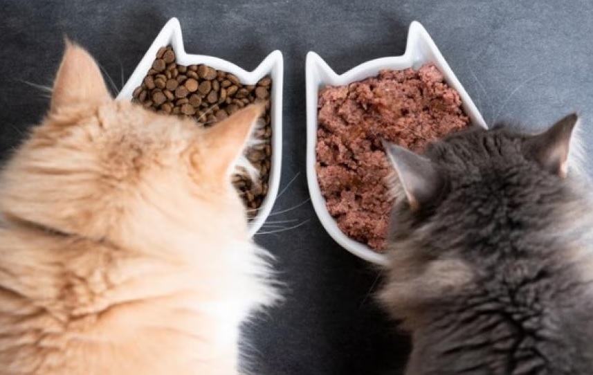 Evde Kedi Maması Hazırlama Rehberi