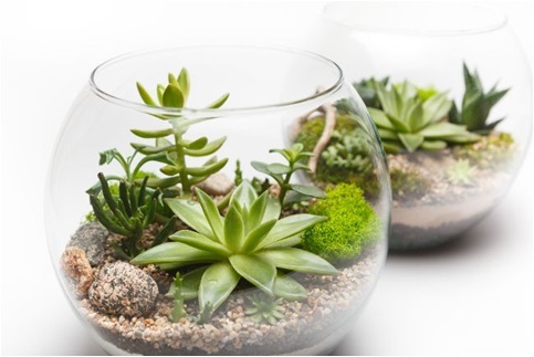 El Yapımı Terrarium yapma